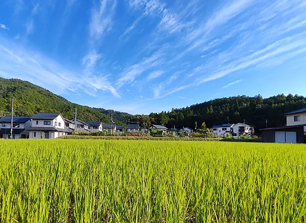 田んぼ