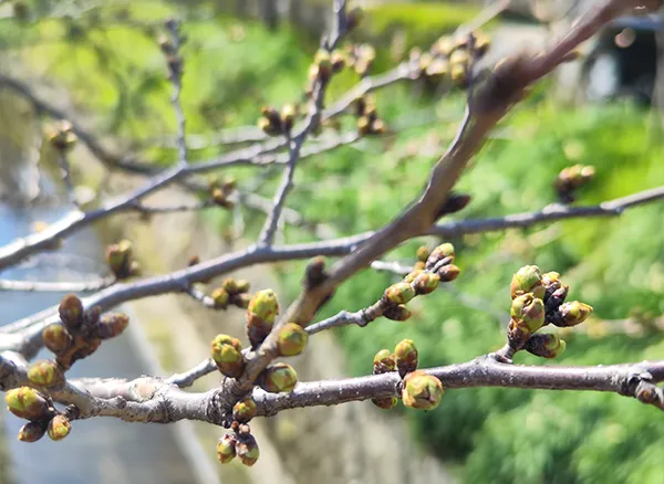 桜のつぼみ