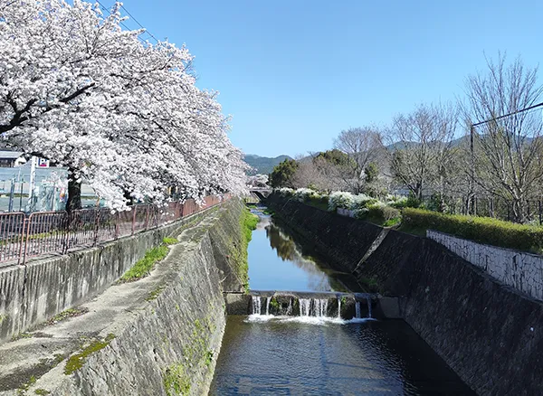 河原の桜並木